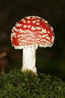 9912 Fly Agaric (Amanita muscaria).